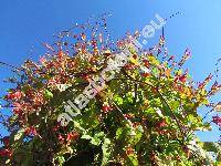 Ipomoea lobata (Mina lobata)