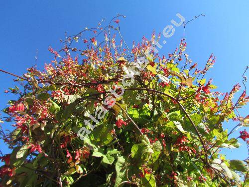 Ipomoea lobata (Mina lobata)