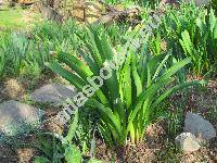 Allium aflatunense 'Purple Sensation' (Allium holandicum Fritsch)