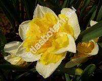 Narcissus 'Split Corona'