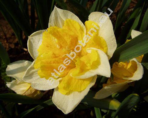 Narcissus 'Split Corona'