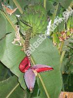 Musa x paradisiaca L. (Musa acuminata Colla, Musa balbisiana Colla)