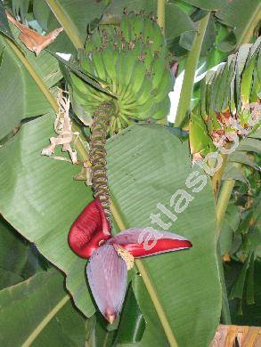 Musa x paradisiaca L. (Musa acuminata Colla, Musa balbisiana Colla)