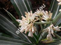 Dracaena fragrans (Aletris fragrans L.)