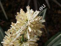 Dracaena fragrans (Aletris fragrans L.)
