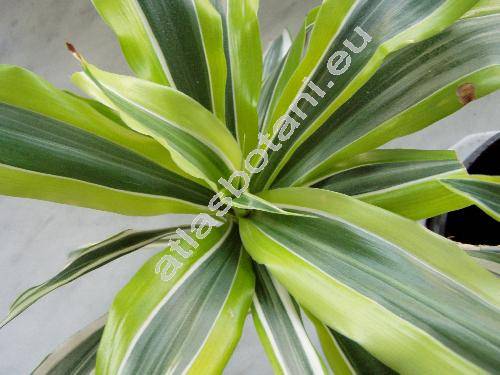 Dracaena fragrans (Aletris fragrans L.)