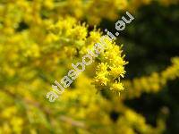Solidago canadensis L.