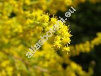 Solidago canadensis L.