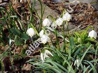 Leucojum vernum L.