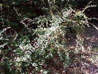 Cotoneaster integerrimus Med. (Cotoneaster alaunica, Mespilus cotoneaster L.)