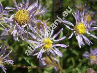 Aster amellus L. (Amellus vulgaris Opiz)