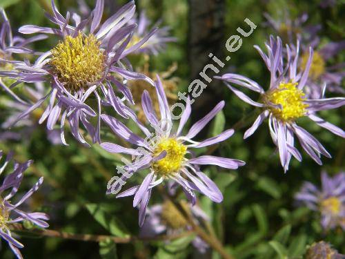 Aster amellus L. (Amellus vulgaris Opiz)