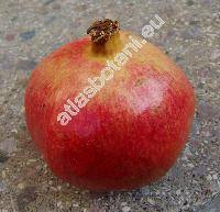 Punica granatum L.