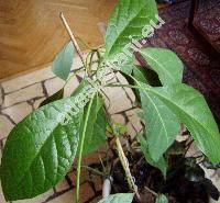 Persea americana Mill. (Persea gratissima Gaert., Laurus persea)