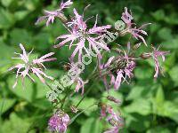 Lychnis flos-cuculi L. (Coronaria flos-cuculi (L.) Braun)