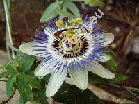 Passiflora caerulea L.