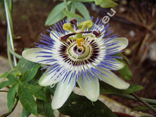 Passiflora caerulea L.