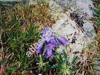 Campanula alpina Jacq.