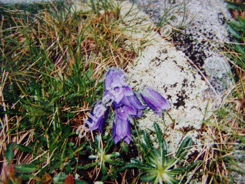 Campanula alpina Jacq.