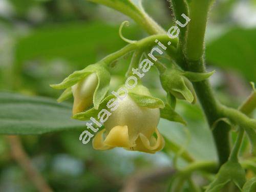 Diospyros kaki L.