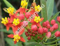 Asclepias curassavica L.