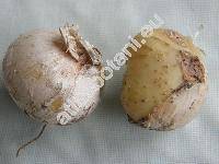 Allium nigrum (Allium nigrum L. Allium multibulbosum Jacq.)