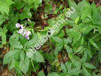 Dentaria bulbifera L. (Cardamine bulbifera (L.) Crantz)