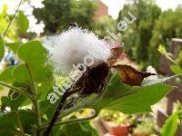 Gossypium herbaceum (Gossypium herbaceum L.)