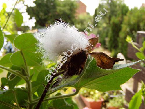 Gossypium herbaceum (Gossypium herbaceum L.)