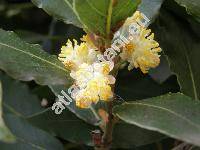 Laurus nobilis L.