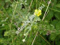 Potentilla argentea L. (Potentilla impolita Wahlenb., Potentilla neglecta Baumg.)