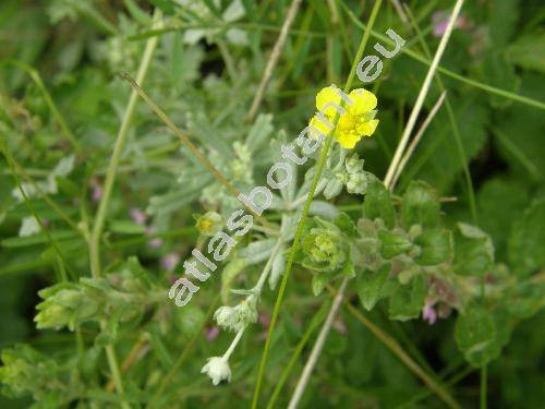 Potentilla argentea L. (Potentilla impolita Wahlenb., Potentilla neglecta Baumg.)