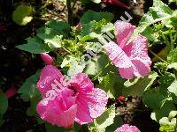 Lavatera trimestris L. (Stegia lavatera Lam., Malva, Althaea)