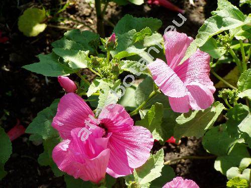 Lavatera trimestris L. (Stegia lavatera Lam., Malva, Althaea)