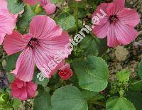 Lavatera trimestris L. (Stegia lavatera Lam., Malva, Althaea)