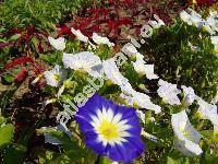 Convolvulus tricolor L.