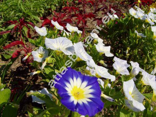 Convolvulus tricolor L.