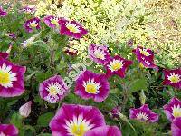 Convolvulus tricolor L.