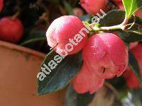 Gaultheria procumbens L.