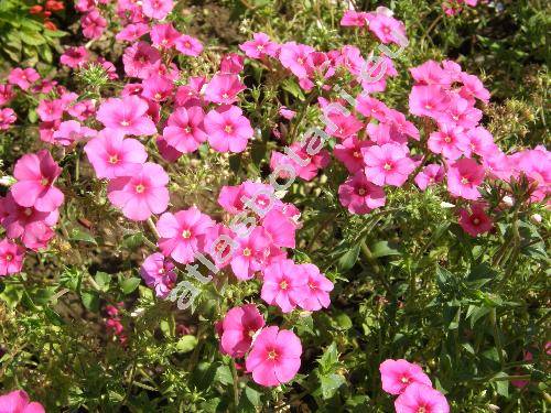 Phlox drummondii Hook.