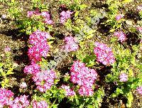 Phlox drummondii Hook.