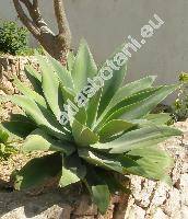 Agave attenuata (Agave attenuata Salm-Dyck, Agave cernua Berg.)