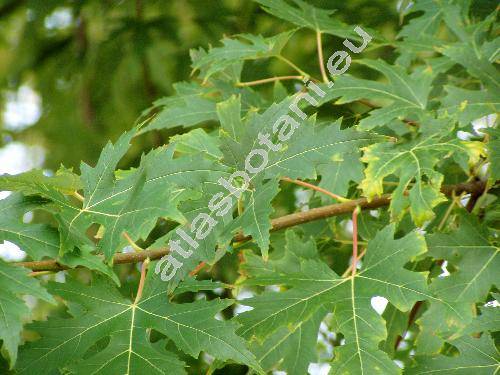 Acer saccharinum L. (Acer dasycarpum Ehrh.)