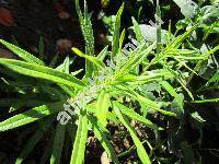 Artemisia dracunculus L. (Oligosporus dracunculus (L.) Pol.)