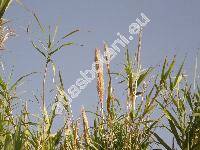 Arundo donax L.