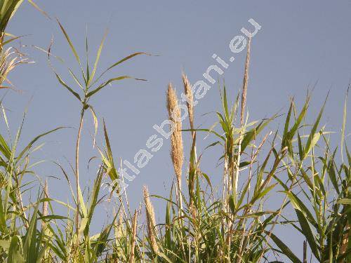 Arundo donax L.