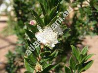 Myrtus communis L.