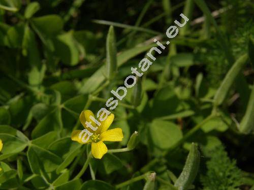 Oxalis dillenii Jacq. (Xanthoxalis dillenii (Jacq.) Holub)