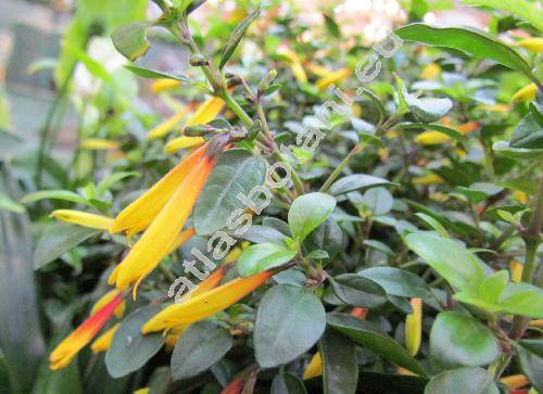 Jacobinia pauciflora (Nees) Lindau (Justicia rizzinii Wassh., Justicia floribunda (Koch) Wassh., Justicia pauciflora (Nees) Griseb.)