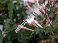 Jasminum polyanthum Franch. (Jasminum delafieldii, Jasminum excellens)